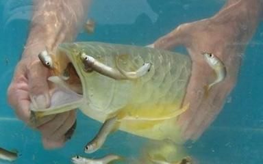 金龍魚淡水還是海水：金龍魚是海水魚還是淡水魚還是海水魚還是海水魚 金龍魚淡水還是海水：金龍魚是海水魚還是淡水魚還是海水魚還是海水魚 龍魚百科 第5張
