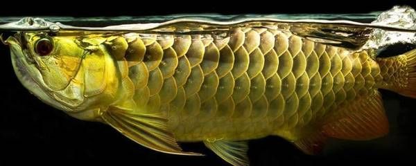 金龍魚淡水還是海水：金龍魚是海水魚還是淡水魚還是海水魚還是海水魚 金龍魚淡水還是海水：金龍魚是海水魚還是淡水魚還是海水魚還是海水魚 龍魚百科 第3張