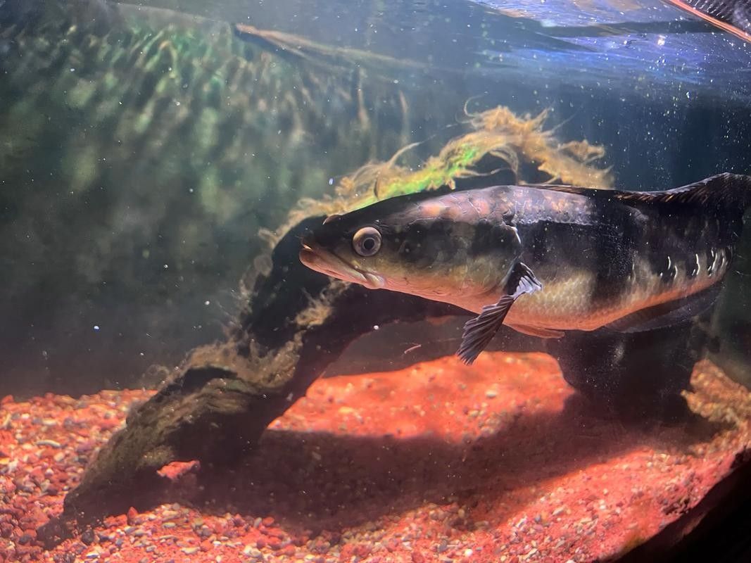 黑魔神雷龍魚能和龍魚混養嗎圖片