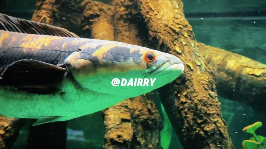 黑魔神雷龍魚能和龍魚混養嗎圖片