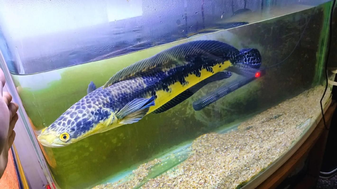 黑魔神雷龍魚能和龍魚混養嗎圖片