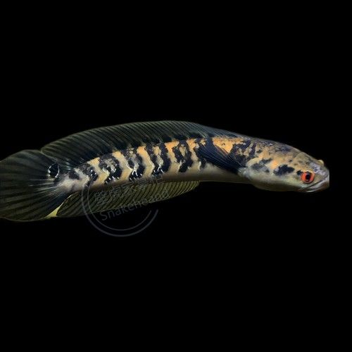黑魔神雷龍魚能和龍魚混養嗎圖片