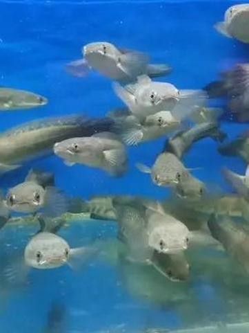 黑魔神雷龍魚能和龍魚混養嗎圖片