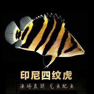 海水紅龍魚：海水紅龍魚與淡水紅龍魚的飼養技巧，海水紅龍魚與淡水區別 海水紅龍魚：海水紅龍魚與淡水紅龍魚的飼養技巧，海水紅龍魚與淡水區別 龍魚百科 第3張