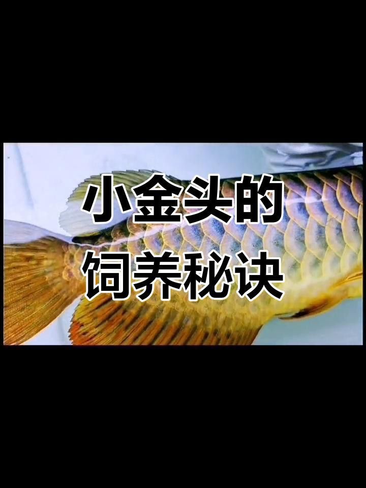 金龍魚24K有哪些特征？ 金龍魚24K有哪些特征？ 龍魚百科 第1張