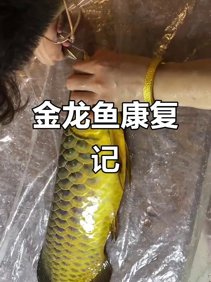 金龍魚24K有哪些特征？ 金龍魚24K有哪些特征？ 龍魚百科 第5張