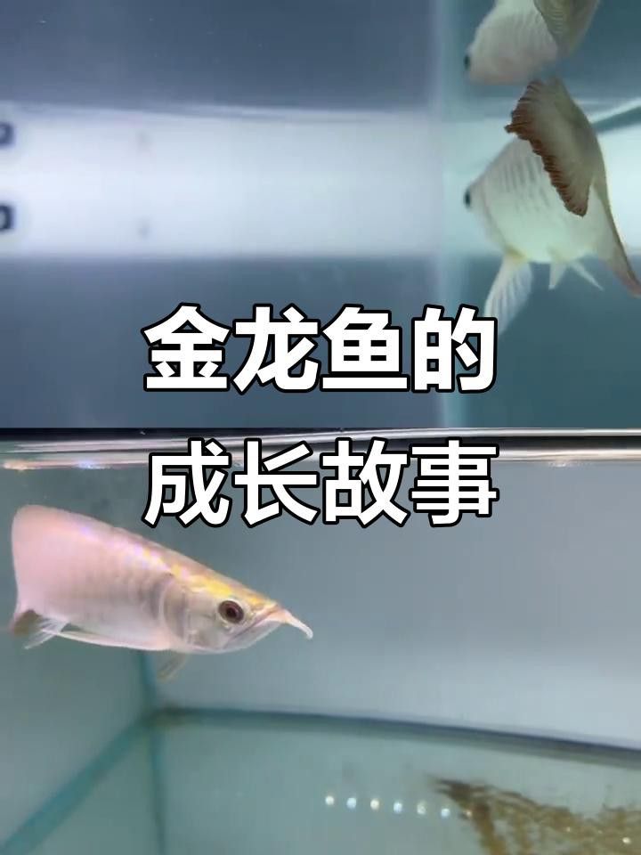 金龍魚24K有哪些特征？ 金龍魚24K有哪些特征？ 龍魚百科 第4張