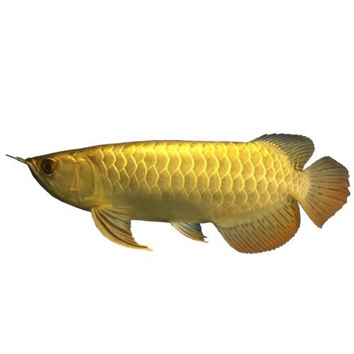 金龍魚24K有哪些特征？ 金龍魚24K有哪些特征？ 龍魚百科 第11張
