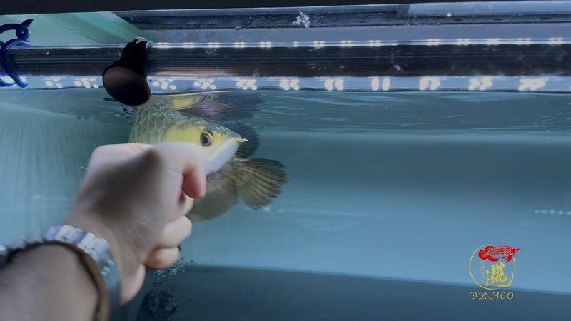 金龍魚24K有哪些特征？ 金龍魚24K有哪些特征？ 龍魚百科 第13張