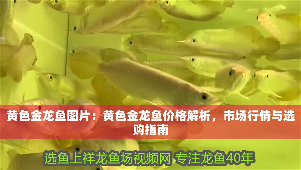 黃色金龍魚圖片：黃色金龍魚價格解析，市場行情與選購指南