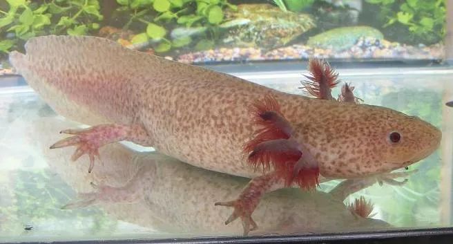 六角恐龍魚在水里游來游去怎么回事，六角恐龍魚在水里游去可能是由于水質問題、水溫不適、缺氧 六角恐龍魚在水里游來游去怎么回事，六角恐龍魚在水里游去可能是由于水質問題、水溫不適、缺氧 龍魚百科 第3張