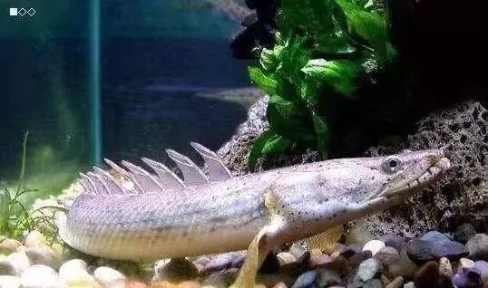 運(yùn)城龍魚交流群微信公眾號