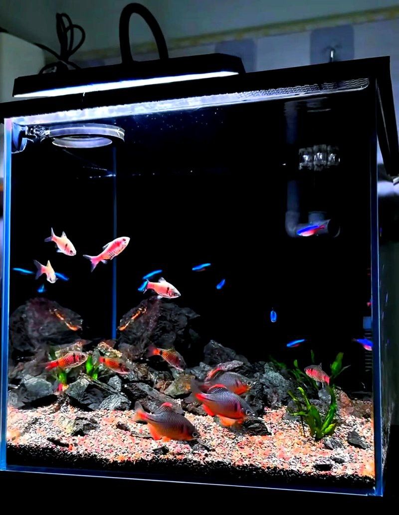 運城龍魚交流群微信公眾號