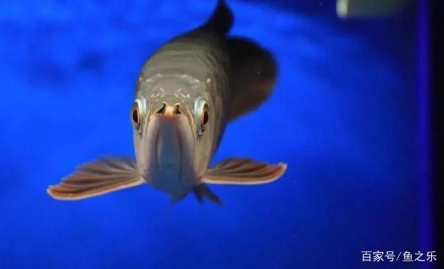 龍魚可以喂食大蝦嗎，龍魚喂大蝦好嗎怎么喂：龍魚可以喂食大蝦嗎