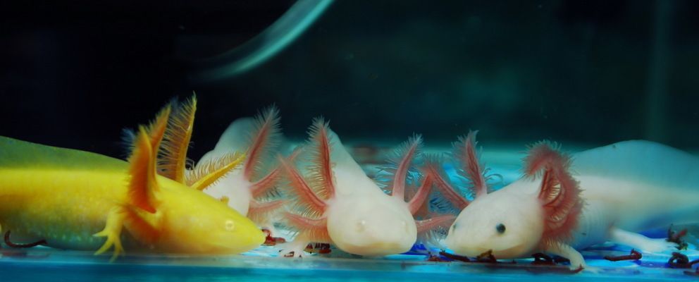 恐龍魚(yú)六角恐龍（六角恐龍魚(yú)是一種沒(méi)有毒性的兩棲動(dòng)物，它們的再生能力和內(nèi)分泌系統(tǒng)）