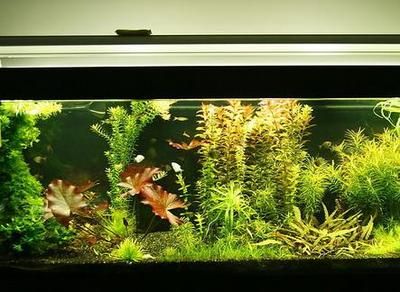 精品紅龍魚視頻大全下載免費觀看（精品紅龍魚視頻大全下載免費觀看網站）