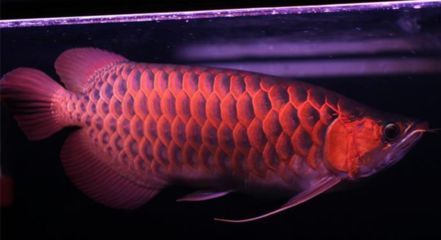 紅龍魚偶爾去缸底趴著正常嗎（紅龍魚偶爾去缸底趴著是怎么回事？）