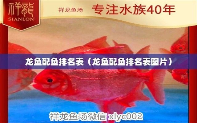 龍魚分類圖解大全（金龍魚與紅龍魚的區別，過背金龍的飼養技巧如何鑒別）