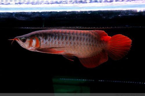 紅龍魚頭像圖片高清 龍魚百科 第16張 紅龍魚頭像圖片高清 紅龍魚頭像圖片高清 龍魚百科 第16張