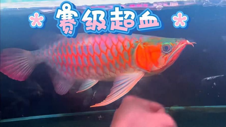 紅龍魚頭像圖片高清 龍魚百科 第17張 紅龍魚頭像圖片高清 紅龍魚頭像圖片高清 龍魚百科 第17張