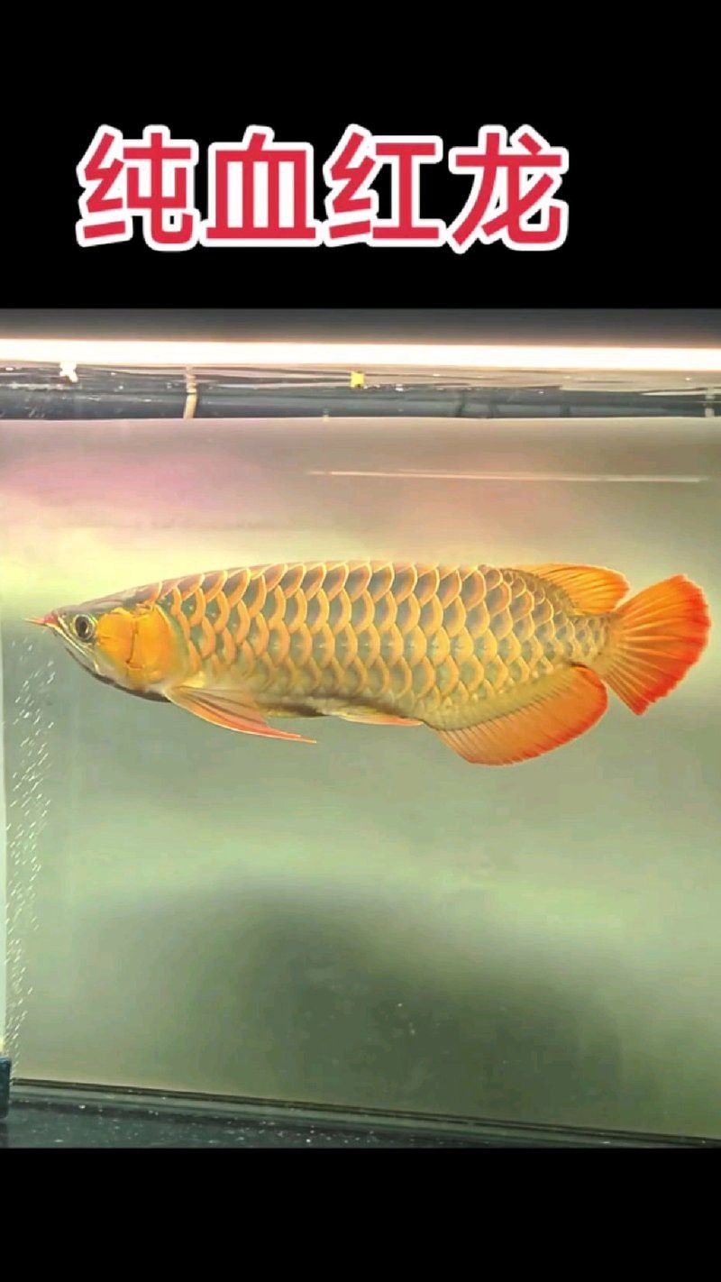紅龍魚頭像圖片高清 紅龍魚頭像圖片高清 龍魚百科 第24張