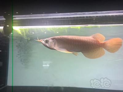 大湖龍魚是不紅嗎：大湖龍魚并不是不紅，而是它們的發(fā)色與其他品種的紅龍魚有所不同 大湖龍魚是不紅嗎：大湖龍魚并不是不紅，而是它們的發(fā)色與其他品種的紅龍魚有所不同 龍魚百科 第2張