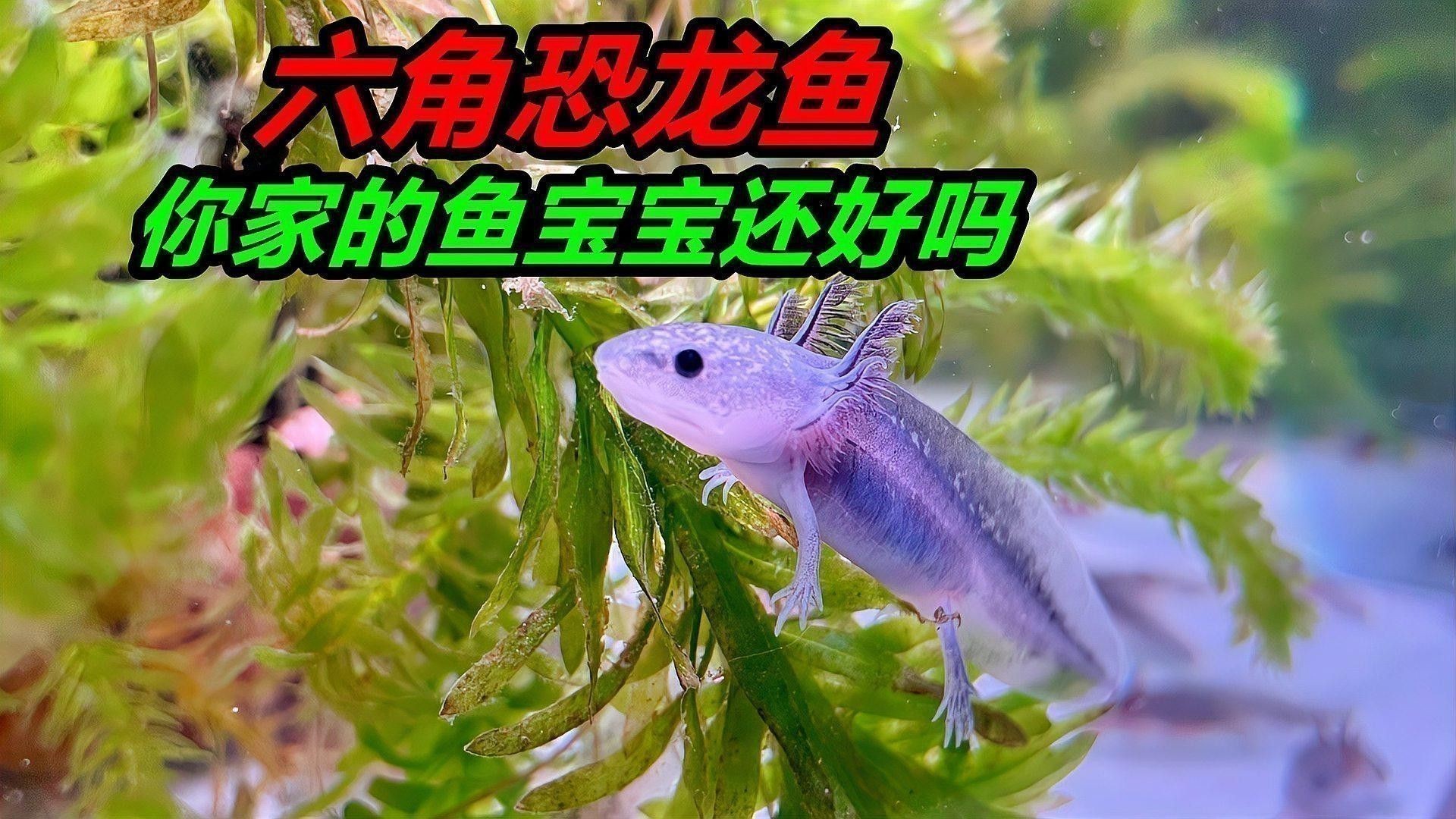 恐龍魚怎么喂食最好