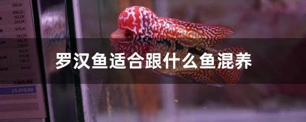 龍魚肚子鼓包怎么辦：龍魚肚子鼓包可能由多種原因引起