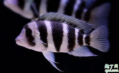 什么龍魚最貴又好養：龍魚品種中最好養的龍魚品種：高背金龍和紅尾金龍的優點