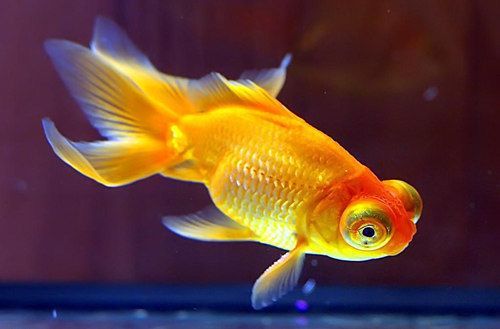 如何自制金三間魚植物飼料：自制金三間魚植物飼料營養搭配指南