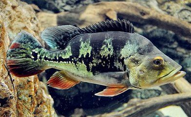 如何自制金三間魚植物飼料：自制金三間魚植物飼料營養搭配指南