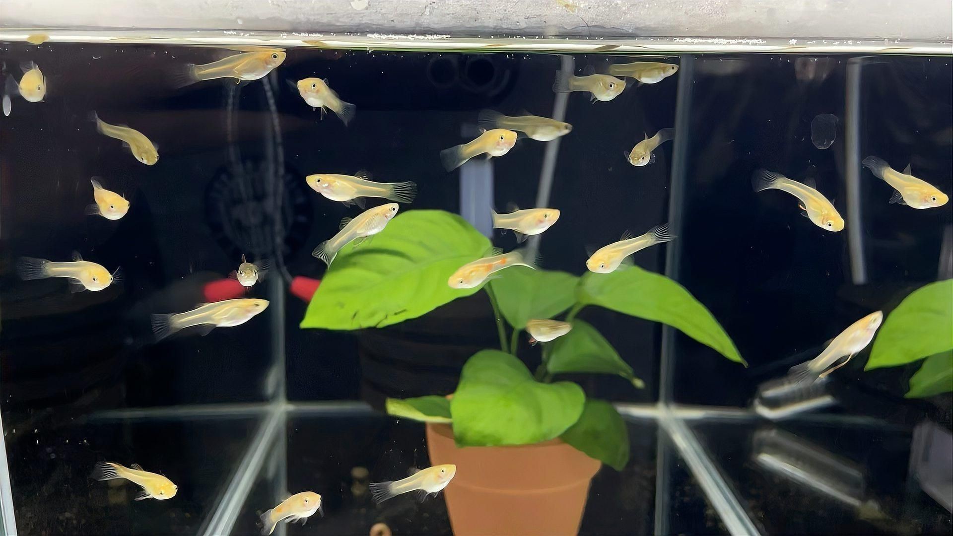 哪些魚容易得腸炎？
