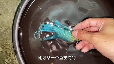雷龍魚專用飼料哪個牌子的好用點：如何選擇雷龍魚專用飼料