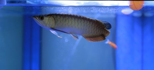 金龍魚尾巴有疙瘩怎么回事：金龍魚尾巴上出現疙瘩怎么回事金龍魚尾巴有疙瘩怎么回事 金龍魚尾巴有疙瘩怎么回事：金龍魚尾巴上出現疙瘩怎么回事金龍魚尾巴有疙瘩怎么回事 龍魚百科 第1張