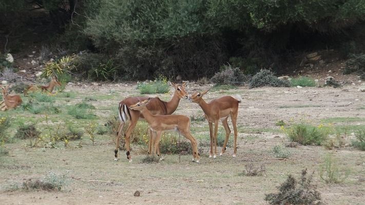 大龍魚長什么樣（大龍魚的一些顯著特征）