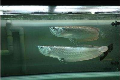 龍魚水溫最低多少會(huì)死：關(guān)于龍魚水溫最低限度的詳細(xì)信息，龍魚的最低生存溫度約為[需手動(dòng)填充]