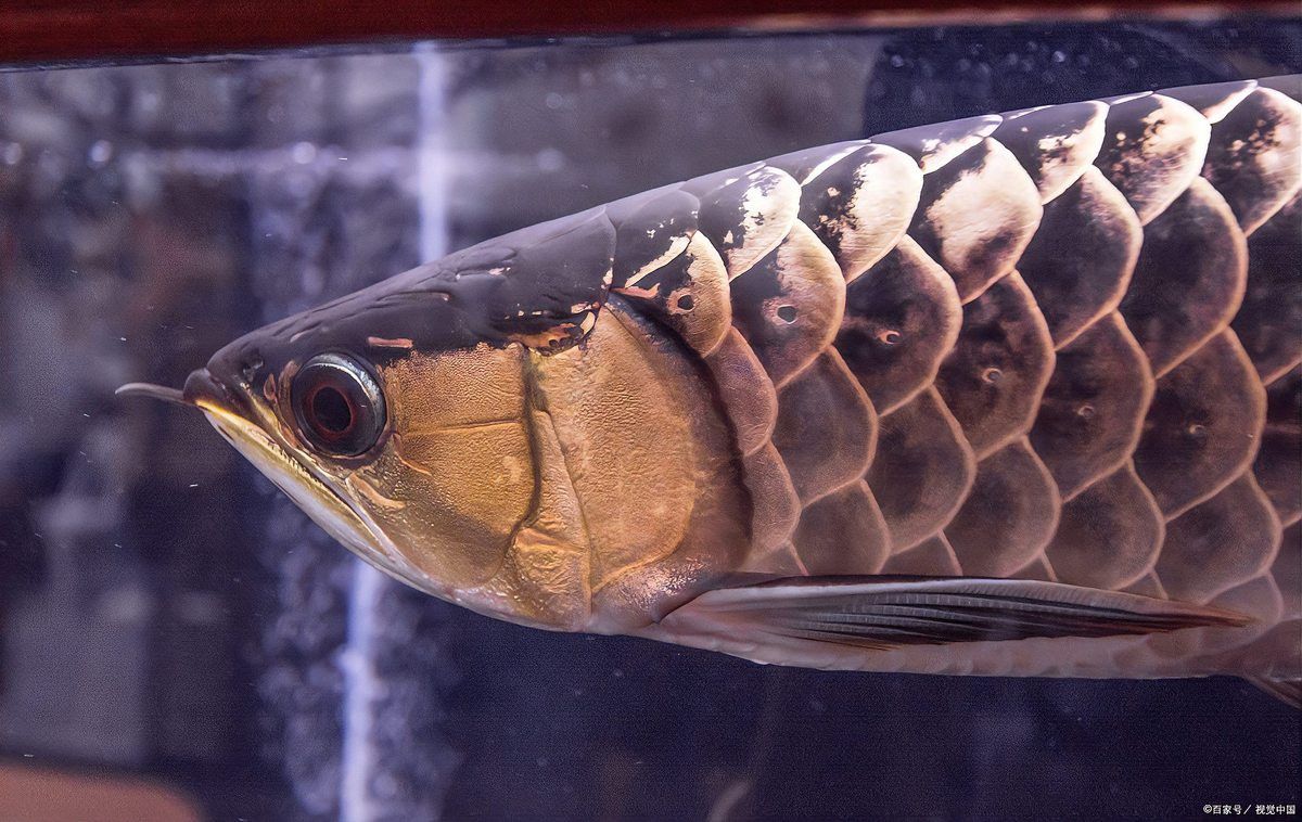 如何預防龍魚后三鰭撐開？