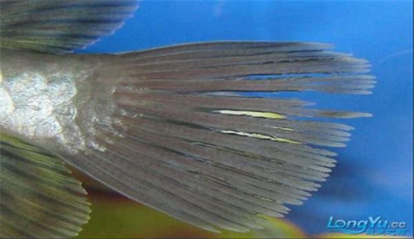 如何預防龍魚后三鰭撐開？