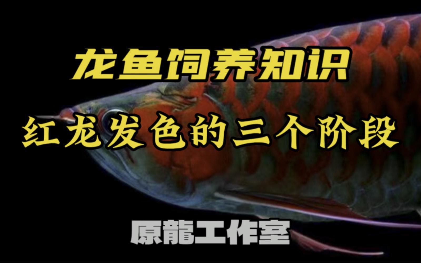 紅龍魚幼苗發(fā)色期如何護理？