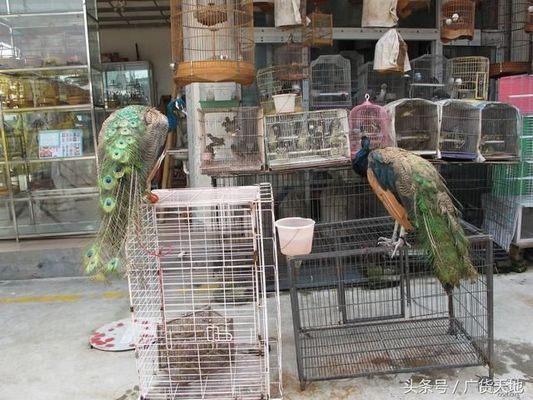 廣州觀賞魚批發市場祥龍魚場（祥龍魚場金龍魚品種介紹）