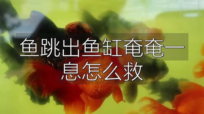 金龍魚跳缸后應該如何急救？