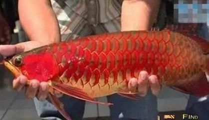 最貴紅龍魚7000萬在什么地方賣的多：中國最貴紅龍魚7000萬在什么地方賣的多多