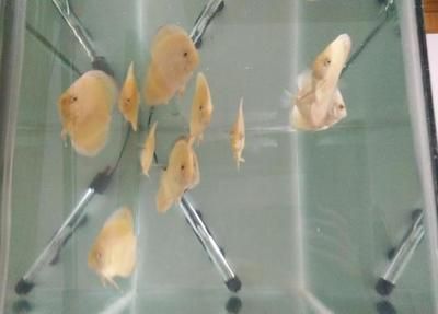 龍魚爛尾巴最簡單治療（關于龍魚爛尾巴的簡單治療方法）