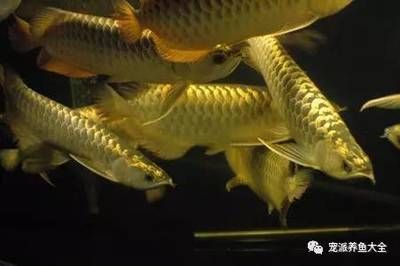 龍魚打架怎么辦？，龍魚打架后的傷口護理 龍魚打架怎么辦？，龍魚打架后的傷口護理 龍魚百科 第1張