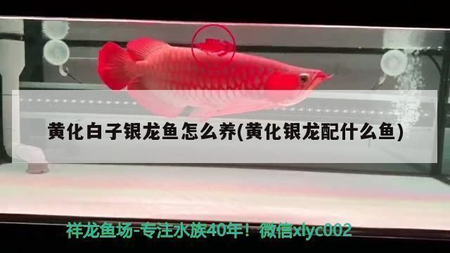 白子黃化銀龍魚的品鑒標準,白子黃化銀龍魚的品鑒標準包括體型、色澤、鱗片、體態(tài)、游動和行為等方面 龍魚百科 第5張 白子黃化銀龍魚的品鑒標準,白子黃化銀龍魚的品鑒標準包括體型、色澤、鱗片、體態(tài)、游動和行為等方面 白子黃化銀龍魚的品鑒標準,白子黃化銀龍魚的品鑒標準包括體型、色澤、鱗片、體態(tài)、游動和行為等方面 龍魚百科 第5張