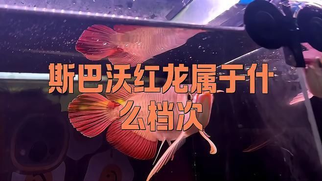 國際紅龍品牌影響力 國際紅龍品牌影響力 龍魚百科 第2張