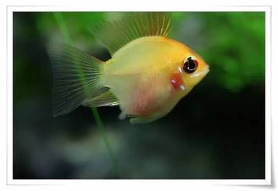 龍魚活食小草金怎么處理：草金魚活食小草金的處理方法