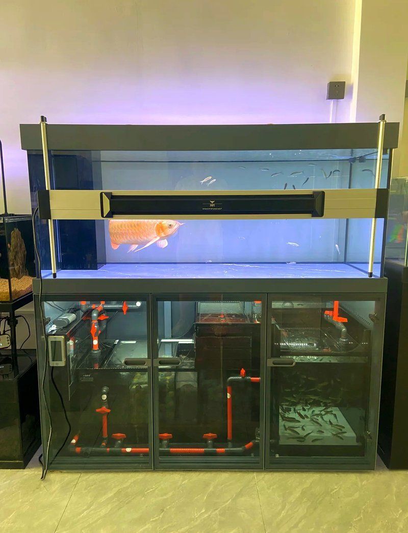 龍魚(yú)最好品牌 龍魚(yú)最好品牌 龍魚(yú)百科 第5張