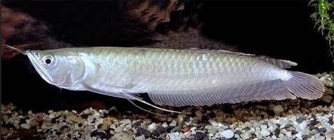 銀龍魚什么品種最好(銀龍魚品種介紹) 龍魚百科 第4張 銀龍魚什么品種最好(銀龍魚品種介紹) 銀龍魚什么品種最好(銀龍魚品種介紹) 龍魚百科 第4張