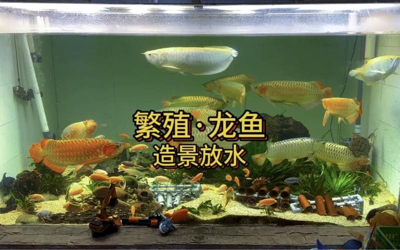 龍魚魚缸布景照片高清 龍魚魚缸布景照片高清 龍魚百科 第17張